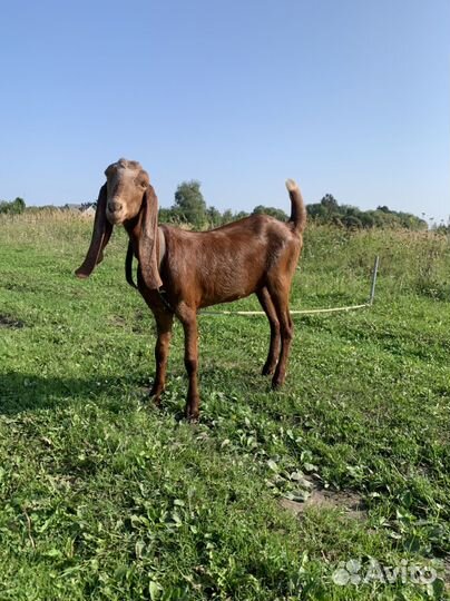 Две козы, козёл на случку