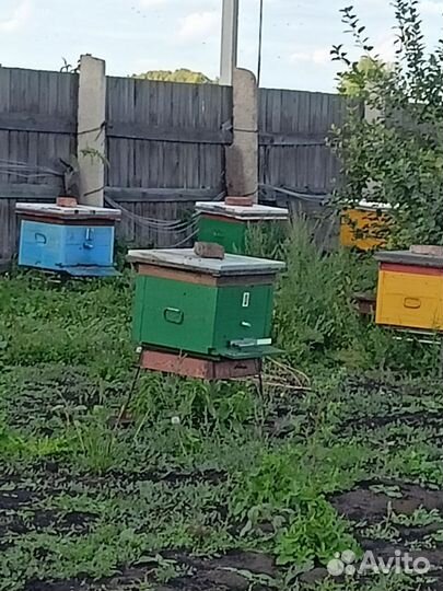 Улей с пчелами