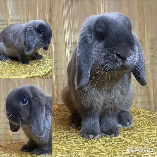 Карликовый вислоухий кролик