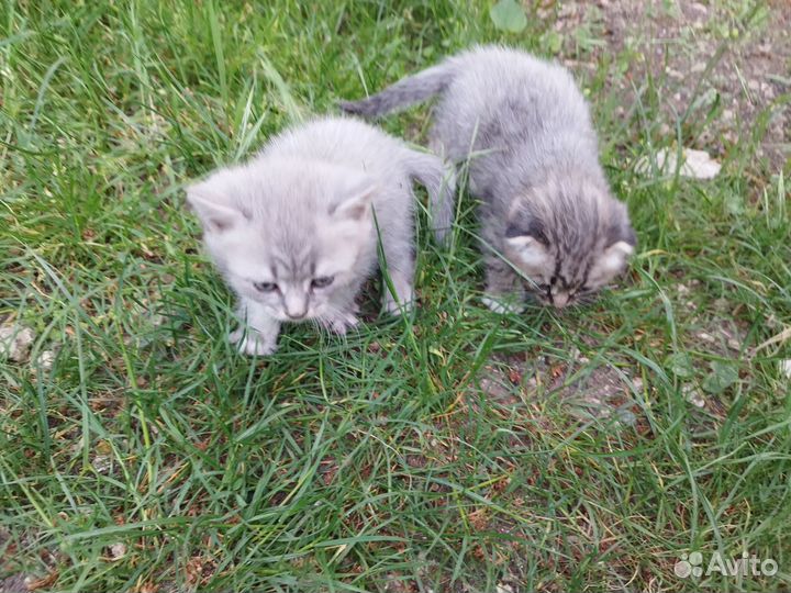 Отдам бесплатно котят в хорошие руки