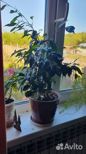 Фикус бенджамина