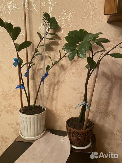 Замиокулькас