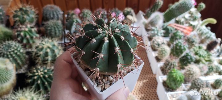 Кактус Melocactus Matanzanus