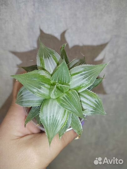 Суккуленты