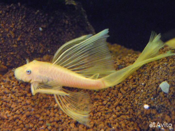 Анциструс Вуалевый золотой (Ancistrus cirrhosus)