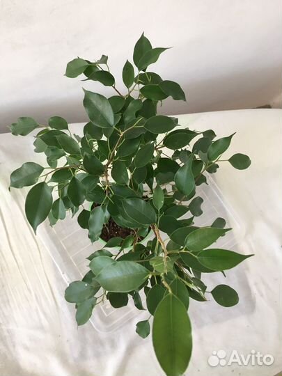 Мелколистный фикус Бенджамина