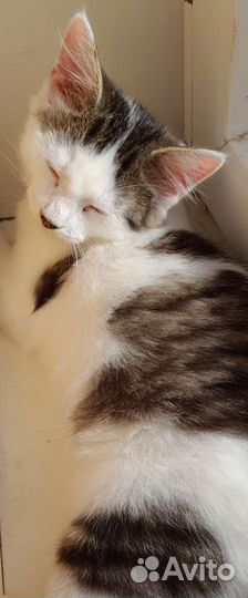 Котенок