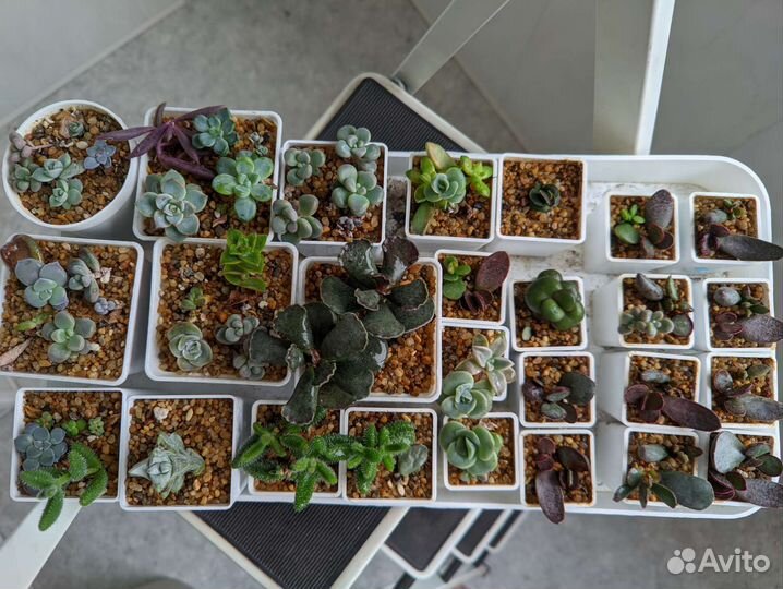 Суккуленты