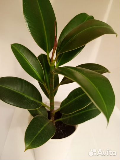 Фикус юкка женское счастье