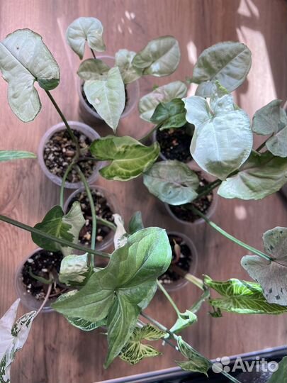 Сингониумы сортовые