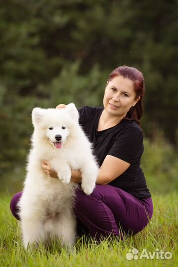 Самоедская лайка мальчик