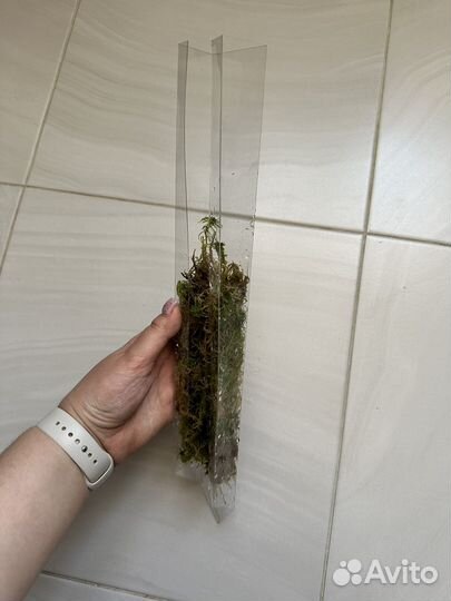 Тотем для монстеры