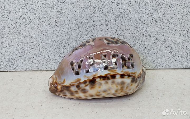 Ципрея Ялта 8,9 морской сувенир подарок