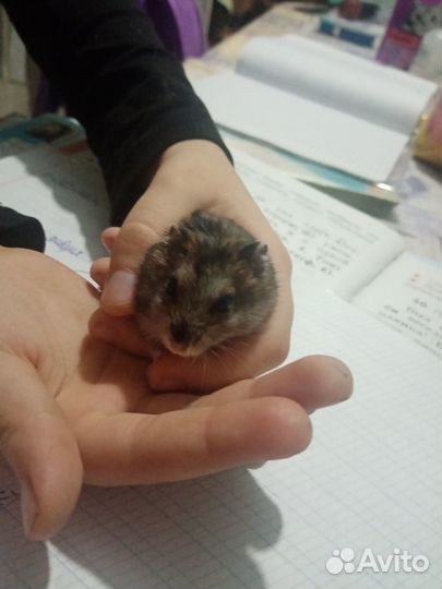 Джунгарский хомяк