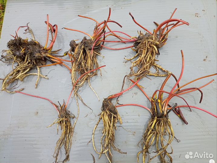 Кувшинки (нимфеи)