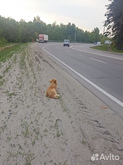 Красивая собака