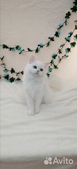 Британка Камилла