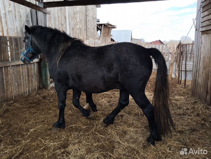 Жеребец 3 года