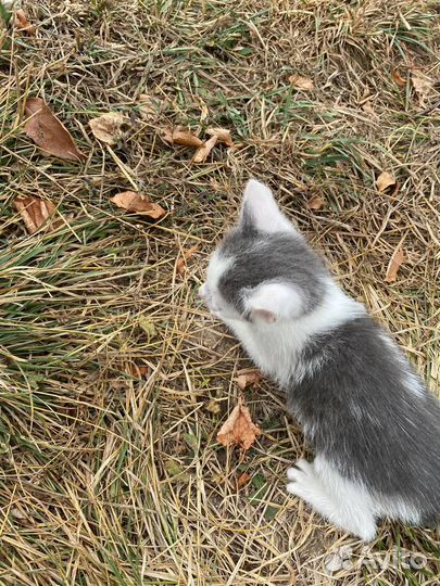 Котенок типичный