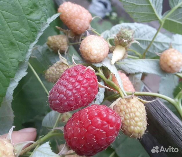 Малина ремонтантная смесь сортов