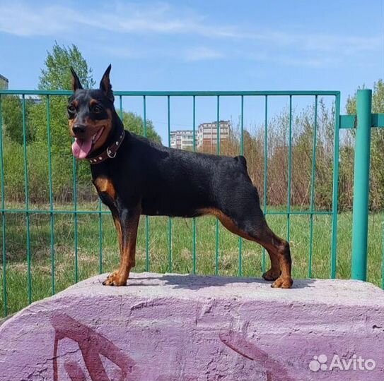 Цвергпинчер щенки