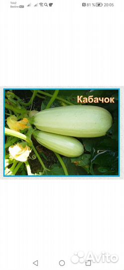 Кабачок, тыква, перец семена