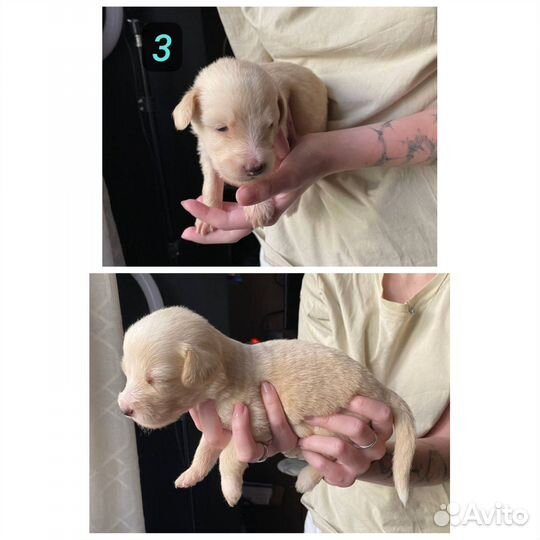 Щенки помесь