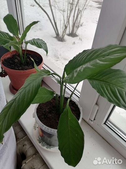 Спатифиллум