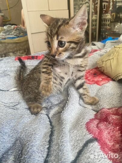 Бенгальские котята