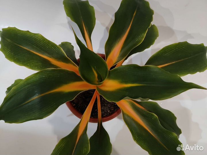 Хлорофитум Green Orange