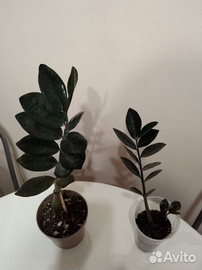 Замиокулькас черный.Равен