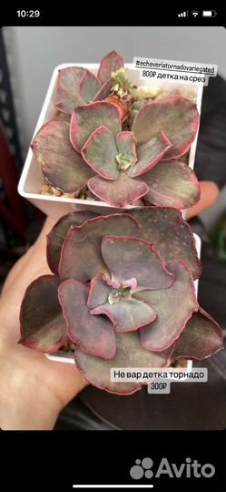 Корейские суккуленты, домашние излишки