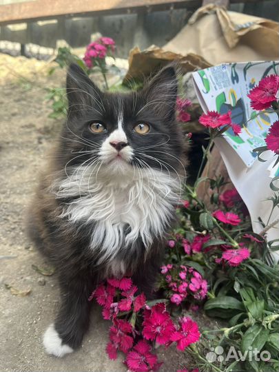 Котенок