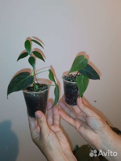 Филодендрон и сциндаптус