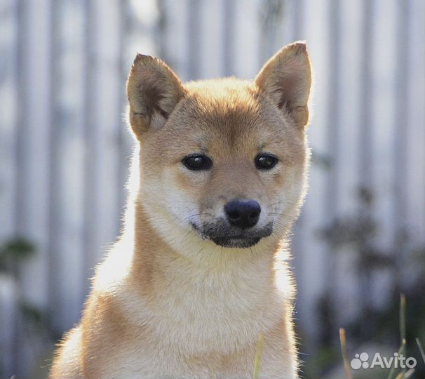 Сиба ину девочка акита