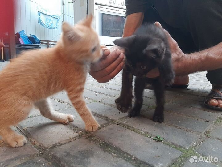 Котята 2,5 мес