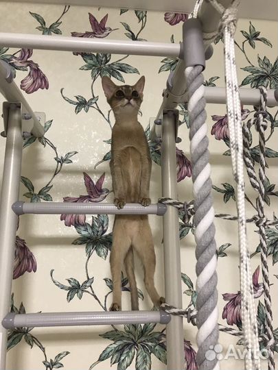 Абиссинские котята