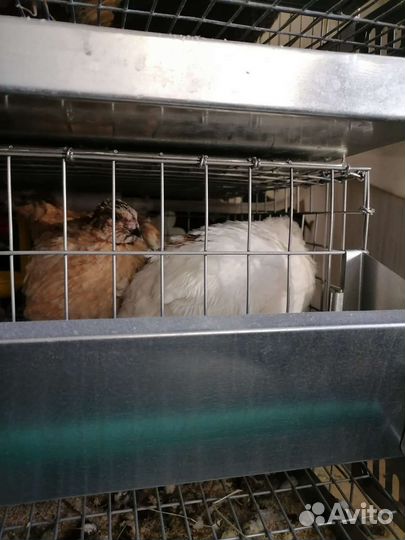 Перепела продажа