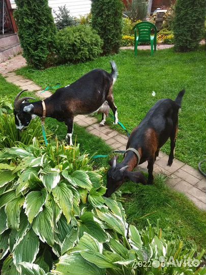 Молоко козье