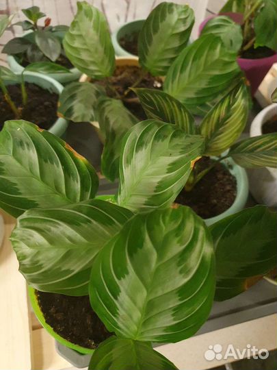 Калатеи, бегонии, маранты, пеперомия и комнатные