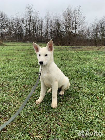 Швейцарская овчарка