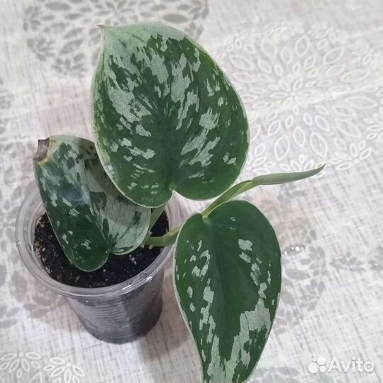 Сциндапсус Мунлайт и другие сорта