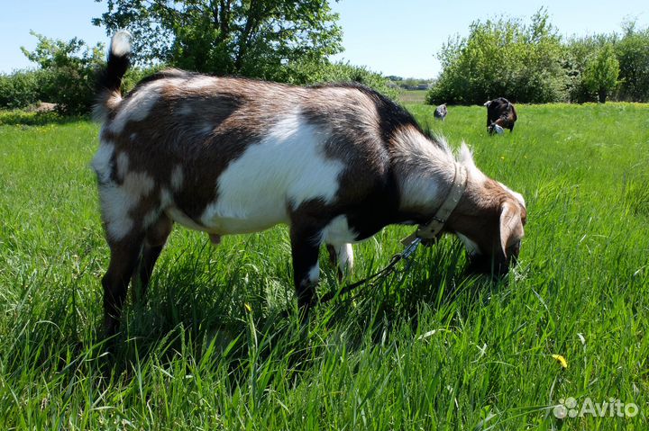 Козел на вязку англо-нубийский 100 чистопородный