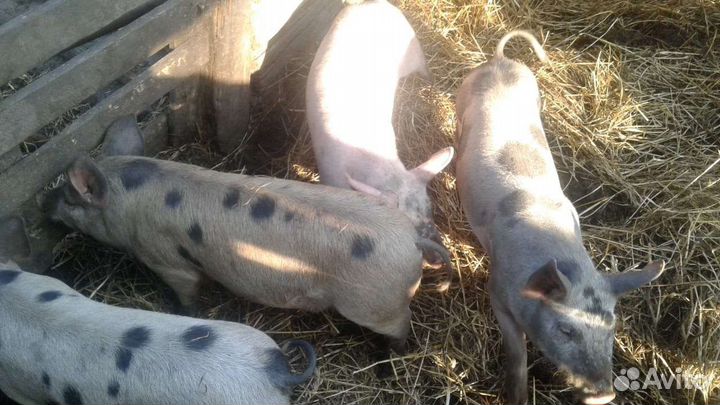 Молочные поросята свинина шашлык