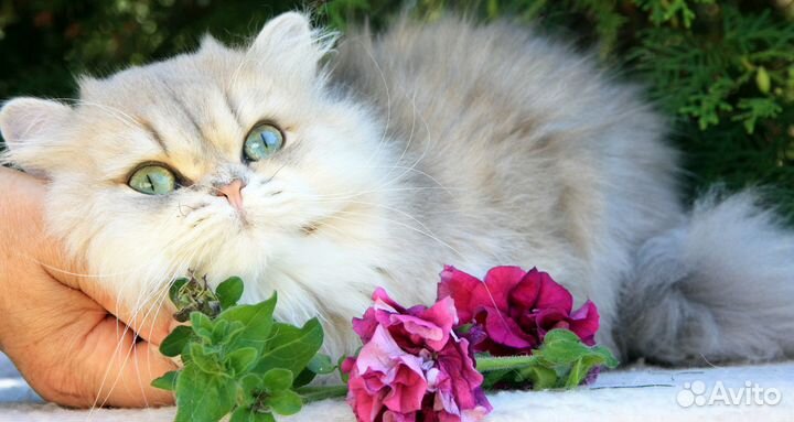 Британские мальчишки драгоценных окрасов - серебро