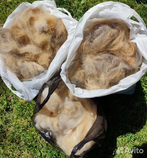 Пух кавказской овчарки