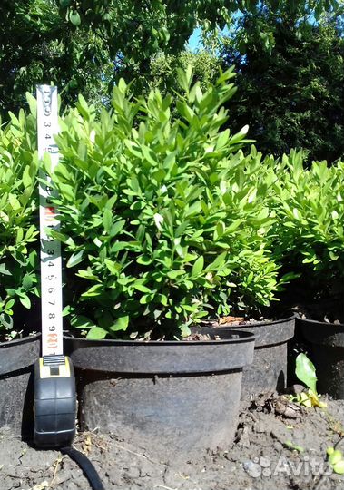 Самшит вечнозеленый (Buxus sempervirens L.)