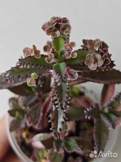 Суккуленты