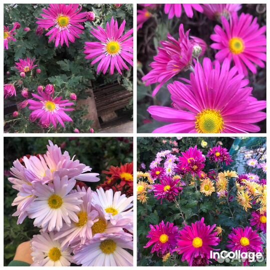 Хризантемы многолетние Большой выбор
