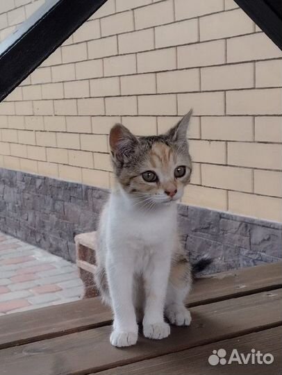Котята в добрые руки даром
